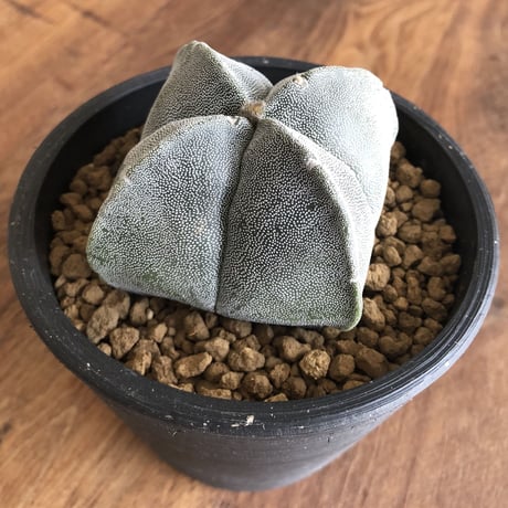 Astrophytum myriostigma