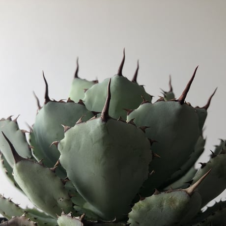 Agave potatorum 'Kissho Kan'