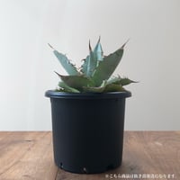Agave Titanota White Ice