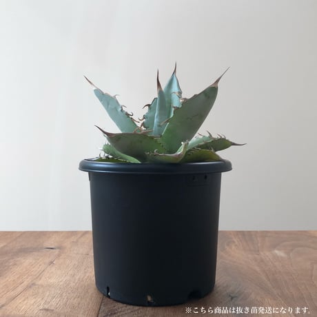 Agave Titanota White Ice
