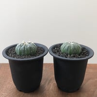 Astrophytum Asterias