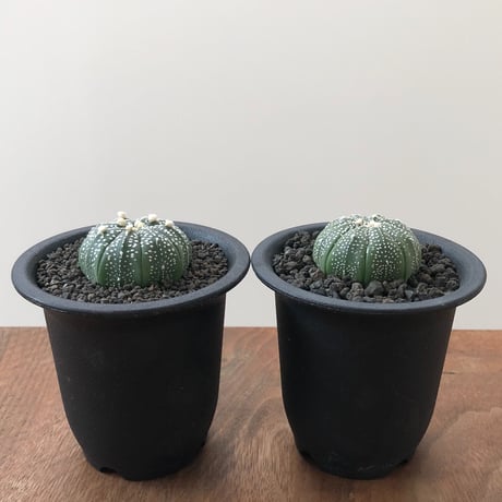 Astrophytum Asterias