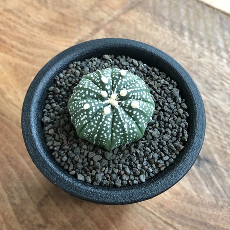 Astrophytum Asterias
