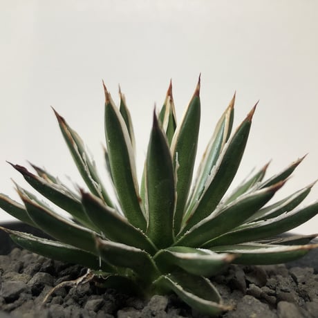Agave filifera ssp. schidigera White Strip