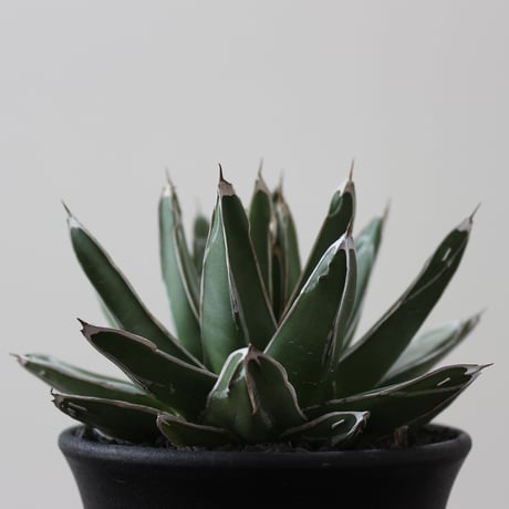 Agave Victoriae Reginae