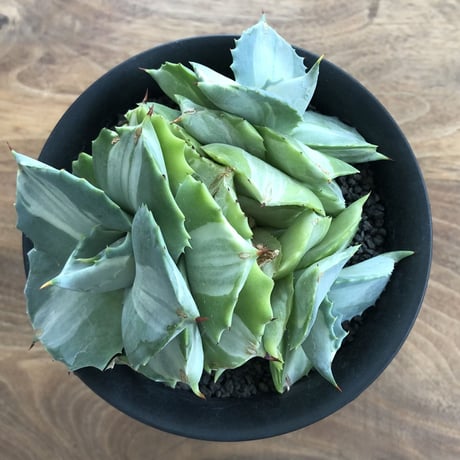 Agave Isthmensis Ohi Raijin