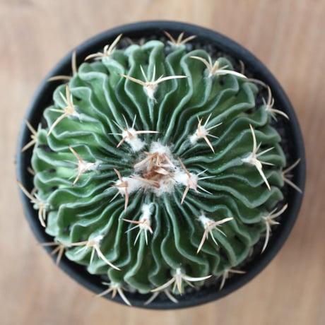 Echinofossulocactus lamellosus