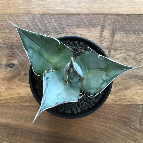 Agave Titanota White Ice