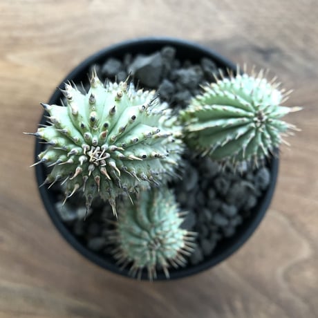 Hoodia currorii
