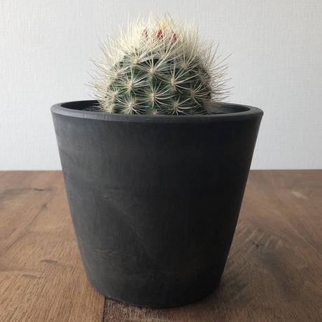 Neoporteria nidus