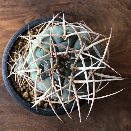 Gymnocalycium cardenasianum