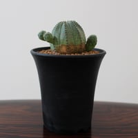 Euphorbia Obesa