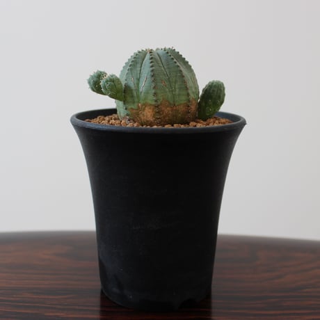 Euphorbia Obesa