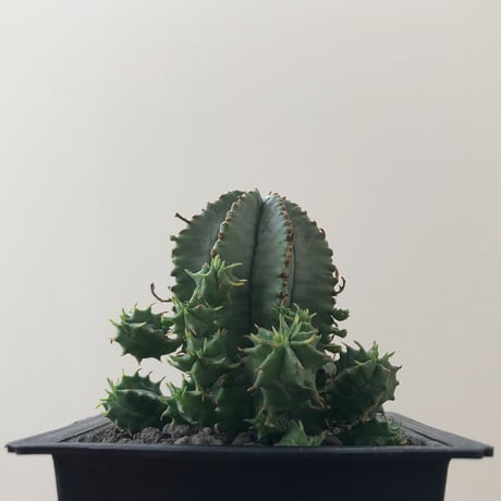 Euphorbia Horrida × Valida
