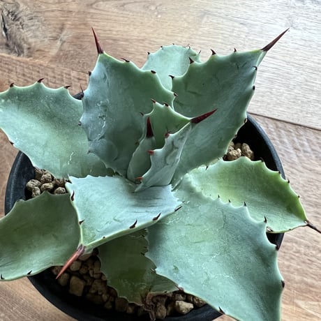 Agave Isthmensis