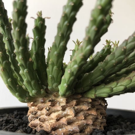 Euphorbia flanaganii