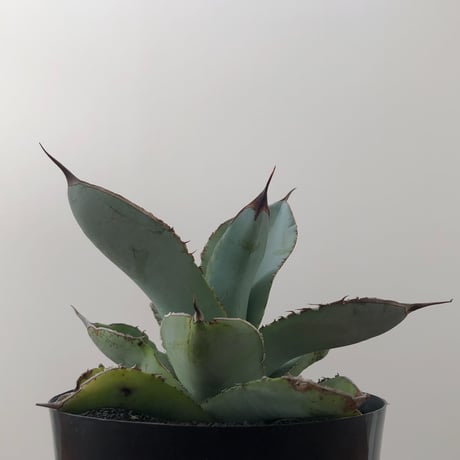Agave White Ice