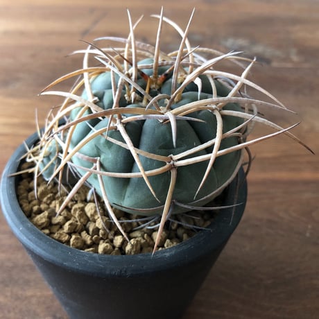 Gymnocalycium cardenasianum