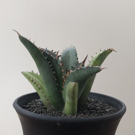 Agave Titanota
