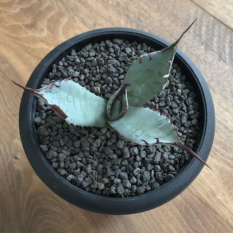 Agave Kutsugen no Maiougi