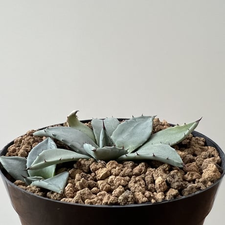 Agave MERIKO