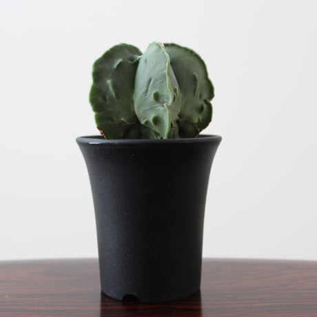 Astrophytum Myriostigma