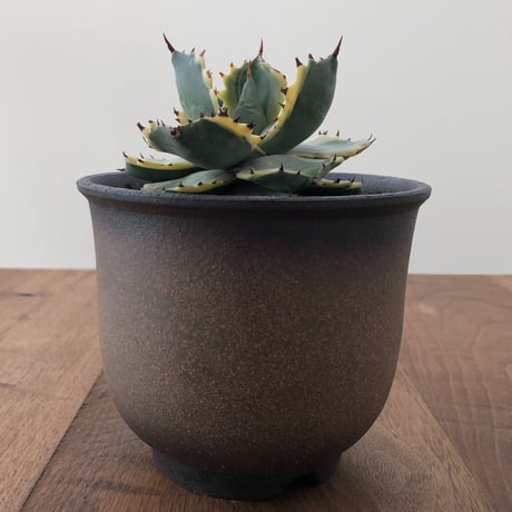 Agave Isthmensis Ohi Kabutogani