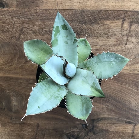 Agave Titanota White Ice