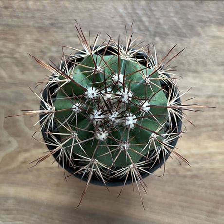 Melocactus