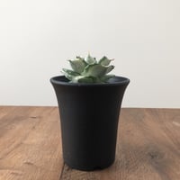 Agave isthmensis Ohi Raijin