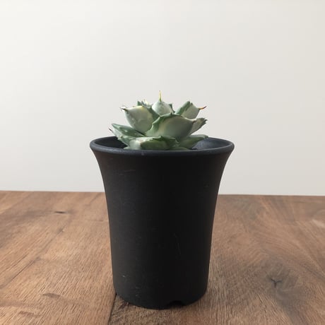 Agave isthmensis Ohi Raijin