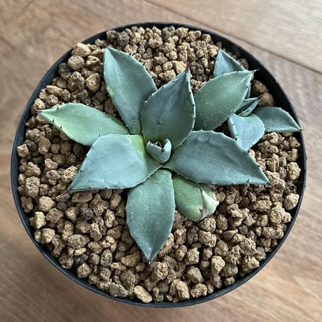 Agave MERIKO