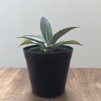 Agave Dragontoes