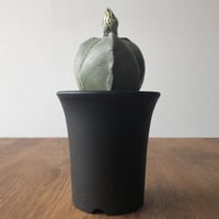 Astrophytum myriostigma
