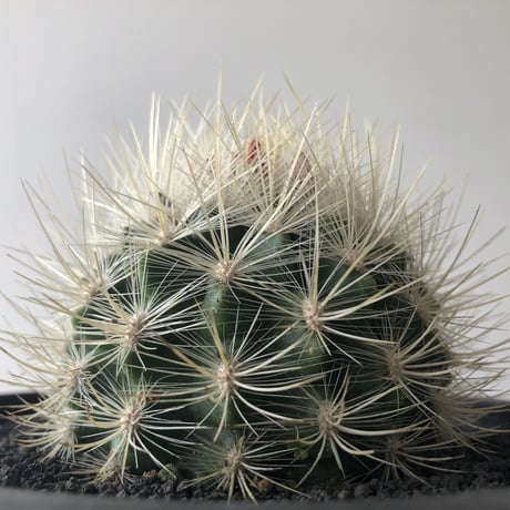 Neoporteria nidus