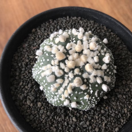 Astrophytum asterias 'Hanazonokabuto'