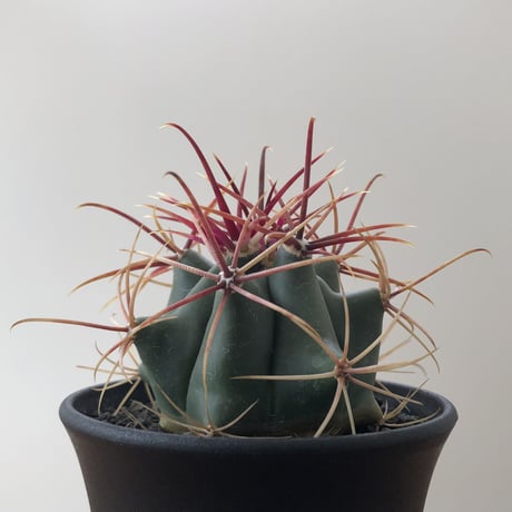 Ferocactus Cylindraceus