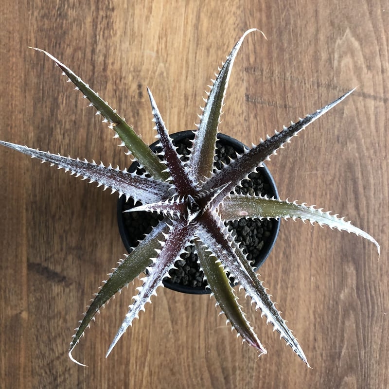 レア ディッキア Dyckia ‘Arizona’ x 'Keswick' レア ディッキア Dyckia 'Arizona' x 'Keswick'