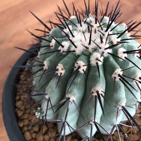 Copiapoa cinerea