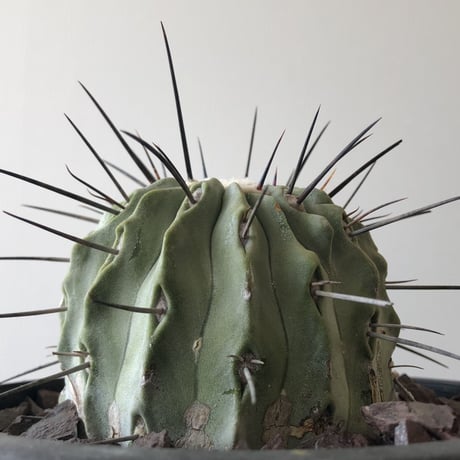 Copiapoa cinerea v. dealbata