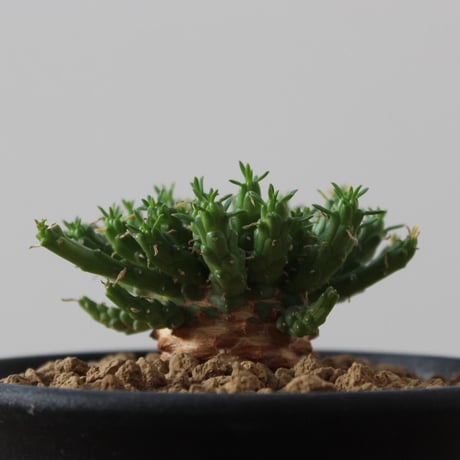 Euphorbia Flanaganii