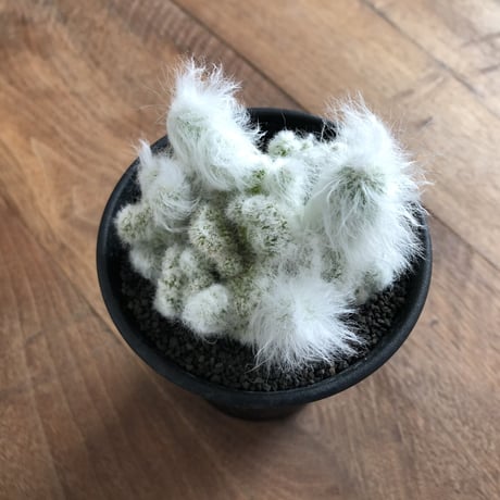 Espostoa ritterii