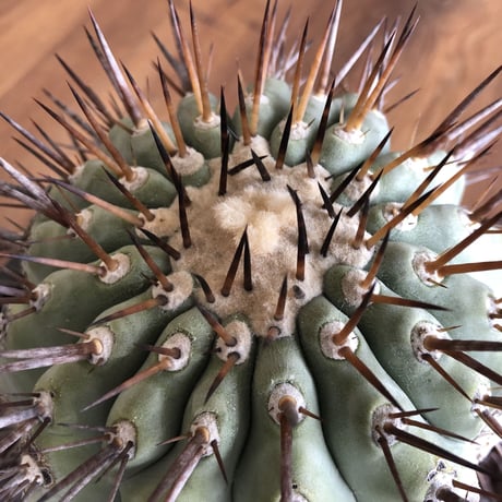 Copiapoa cinerea