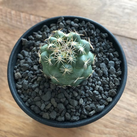 Coryphantha Bumamma