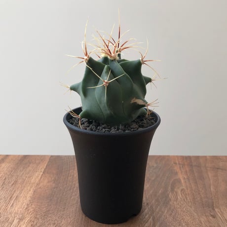 Ferocactus Histrix