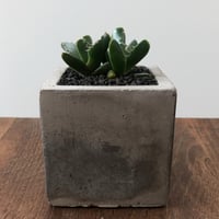 Faucaria Dotou
