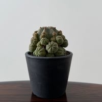 Euphorbia Obesa