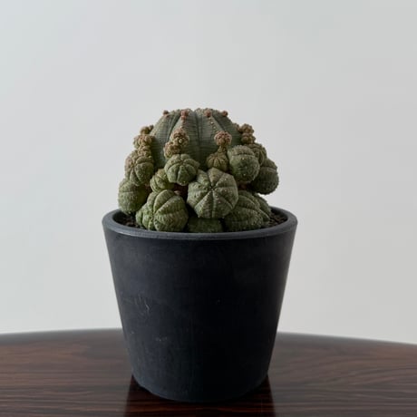 Euphorbia Obesa