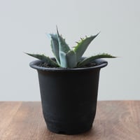 Agave Parrasana Fire ball