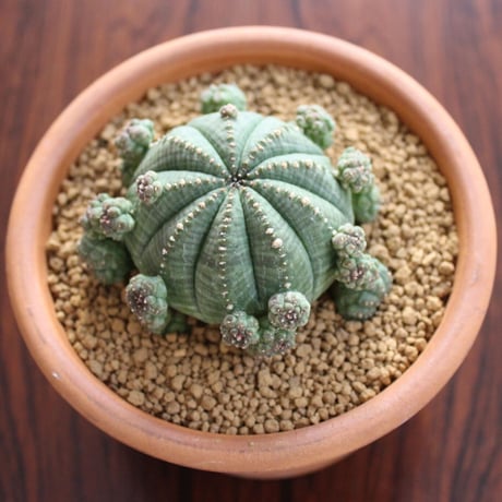 Euphorbia Symmetrica